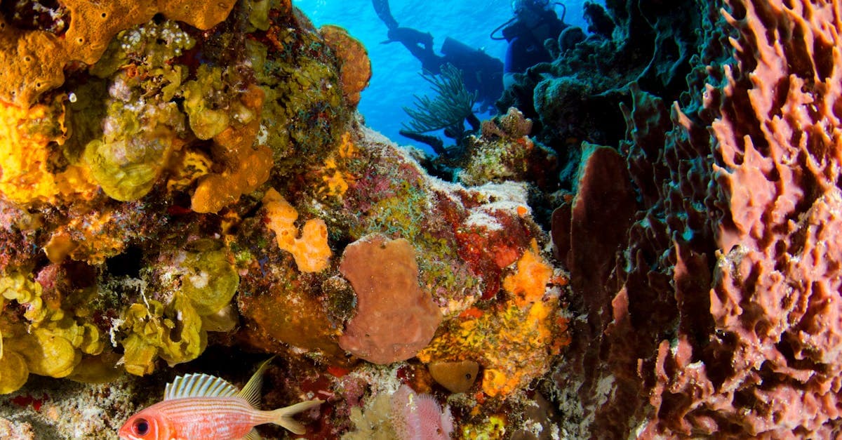 Turkuaz Dive Center